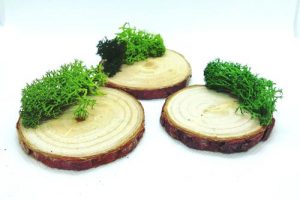 base-tronco-musgo-soporte 1