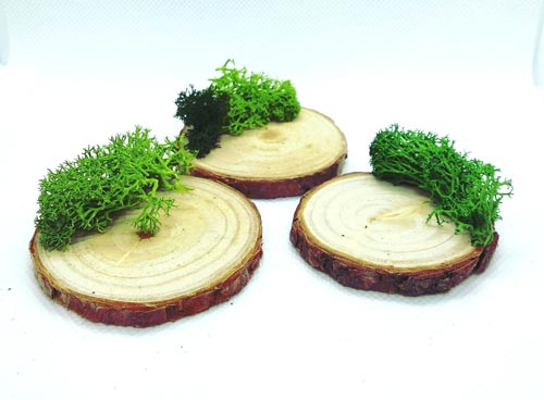 base-tronco-musgo-soporte 1