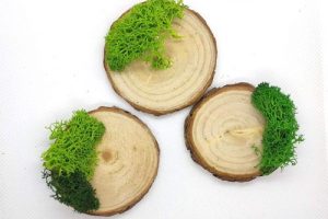 base-tronco-musgo-soporte 2